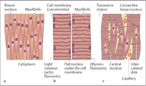 Skeletal And Smooth Muscle Diagram Muscle Structure