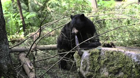 Black Bears At Northwest Trek Wildlife Park Youtube