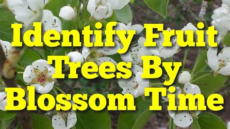 Identify Fruit Trees By Blossoming Time Youtube