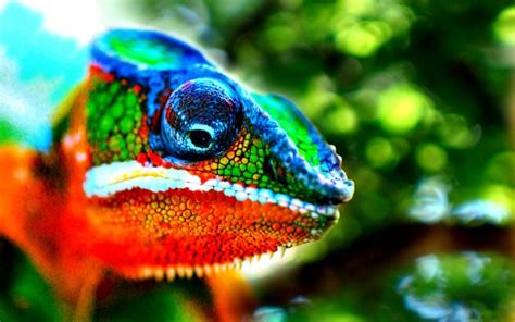 Download, share or upload your own one! Nice Chameleon Wallpaper | 2019 Live Wallpaper HD