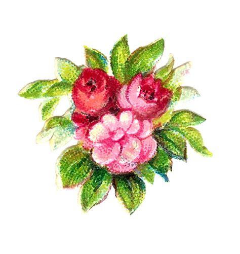Antique Images Digital Vintage 3 Pink Rose Botanical