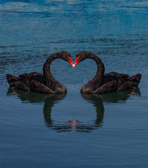 Collage Two Black Swans Making Heart Shape Stock Image Image Of