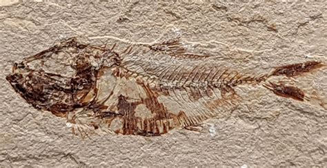 Louisville Fossils And Beyond Diplomystus Brevissimus Fish Fossils