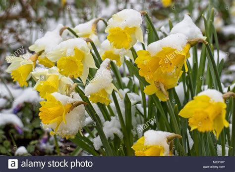 Download This Stock Image Daffodils Covered In Snow M8xy8y From