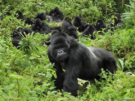 Mgahinga Gorilla National Parkmount Mgahinga Gorilla National Park