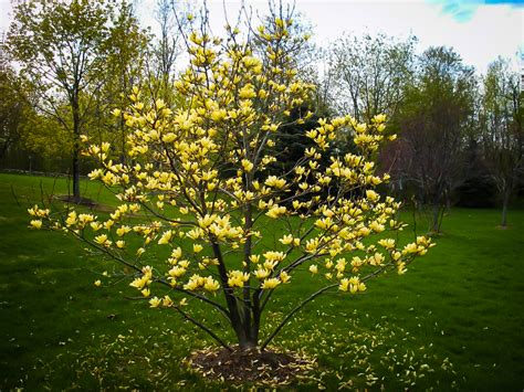 We specialize in flowering branches, hydrangeas, peonies, unique forest products, and other specialty cut flowers. yellow flowering magnolia tree - Google Search in 2020 ...