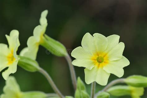 Common Primroses Primula Vulgaris Stock Image Image Of Perennial