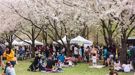 Guide To The 2023 Philadelphia Cherry Blossom Festival Visit Philadelphia