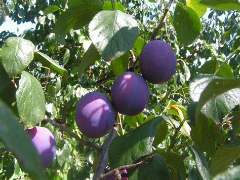 Filefruits Prunus Domestica Wikipedia