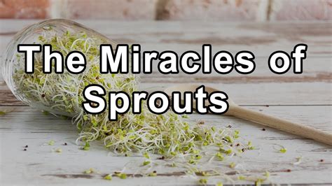 The Miracles Of Sprouts And The Pros And Cons Of Consuming Oils Youtube