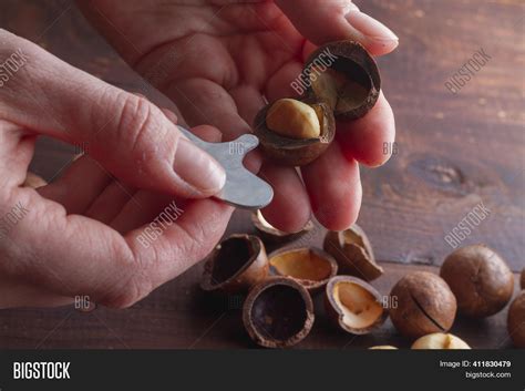 Open Macadamia Nuts Image & Photo (Free Trial) | Bigstock