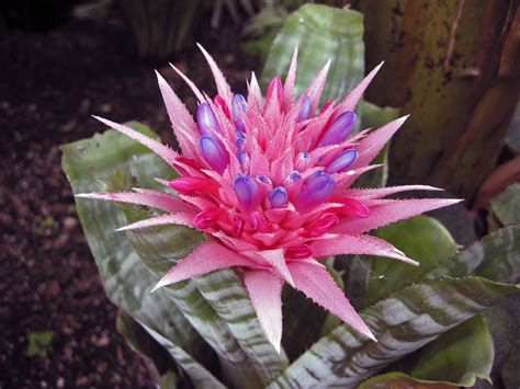 Master Gardener Plant A Pineapple — Or Another Spectacular Bromeliad