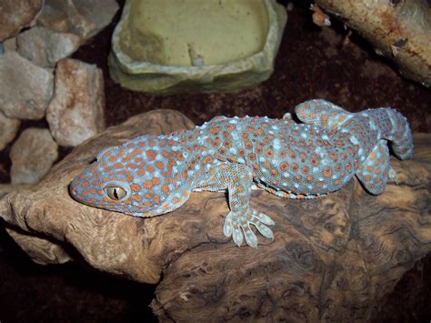 Gecko Tokay Terrarium Reptiles Zoo