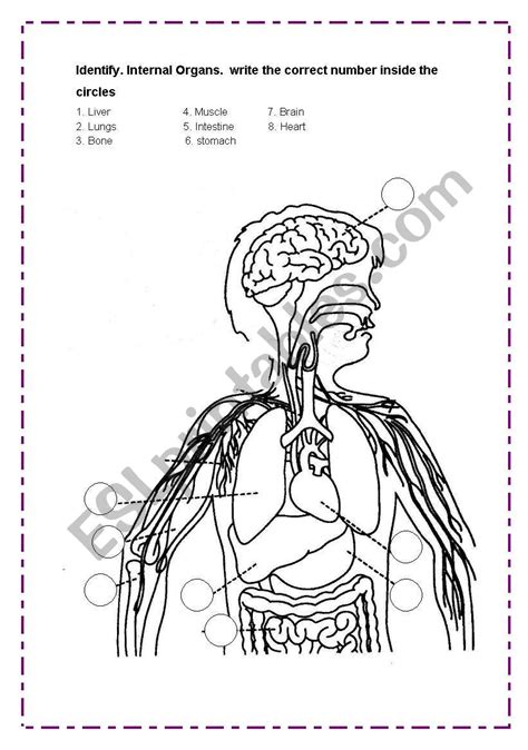Internal Organs Human Body Worksheet