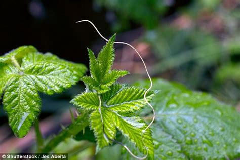 Then find the names of the countries associated with these continents. Nematode species has no penis, females have sperm sac ...