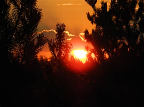 Pine Sunset Amazingly Beautiful Beautiful Photography