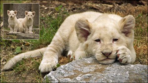 Daydreaming White Lion Cub For Centuries Rumors Of Mysteri Flickr