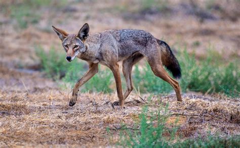 Coyotes Diet Points To Ways To Keep The Animals From Neighborhoods