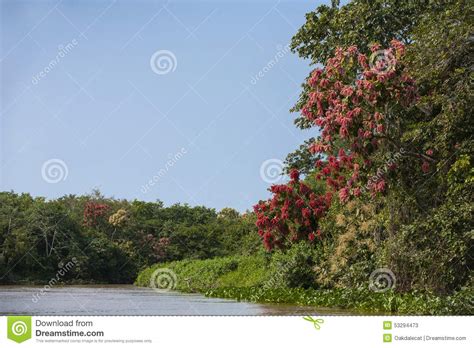 Spring On Jungle Riverbank Stock Image Image Of Forest 53294473