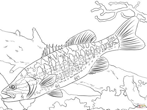 Brook Trout Coloring Page At Free Printable