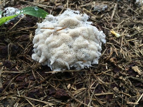 The White Death Mold Growing From A Former Tree Stump In Ky Can Anyone