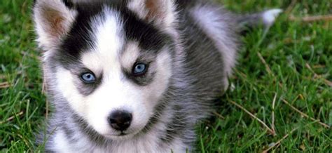 At a minimum, the price of a husky puppy needs to cover a responsible breeder's costs. Miniature Husky for Sale with Price Range and Care Tips | Siberian husky dog