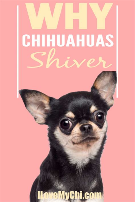 Why Do Chihuahuas Shiver In 2020 Chihuahua Chihuahua Dogs Dog Info
