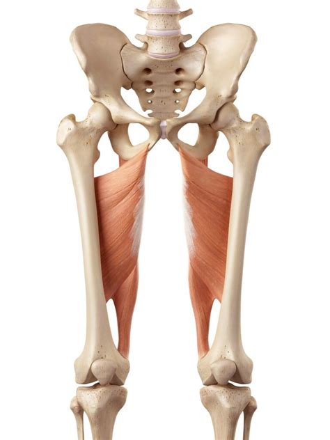 Male Hip Adductor Complex Muscles Anterior View Isolated On Human