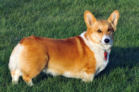 Breed and raised in a loving farm setting. Puppy World: Pembroke Welsh Corgi Puppy Pictures