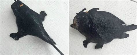 This Bizarre Fish With Legs Has Been Discovered Off The Coast Of New
