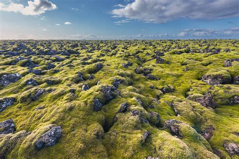 Icelandic Moss Open Or Limited Edition Fine Art Print