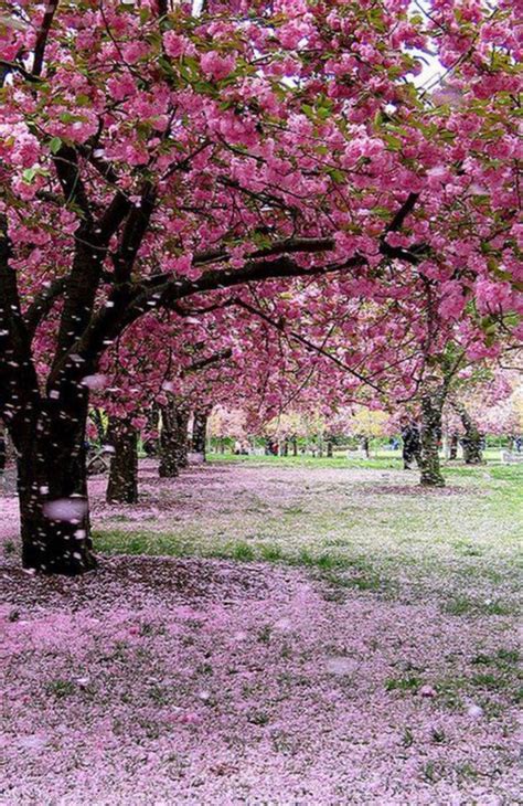 Cherry Blossoms Nature Photography Tree Photography Beautiful