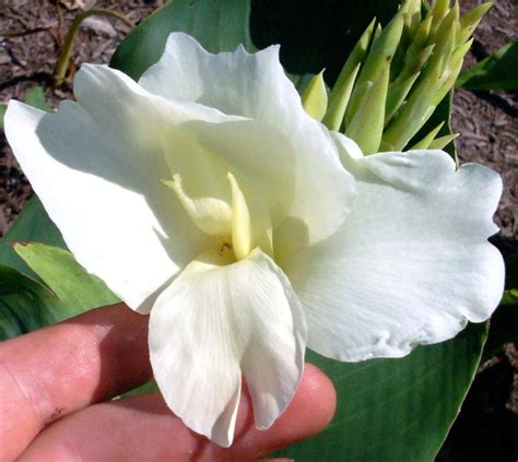 Canna Ermine Brians Botanicals