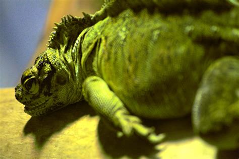 Iguana Is A Genus Of Herbivorous Lizards Native To Tropica Flickr