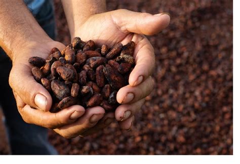 Cocoa Production In Ghana Step By Step Guide Prices Ghana
