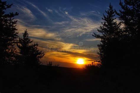 Sunset Through The Pine Trees Stock Photo Image Of