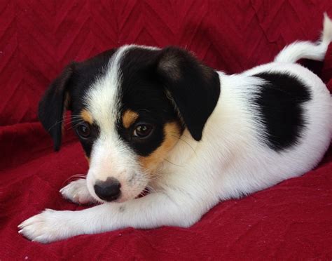 A Second Chance Animal Rescue - PetRescue