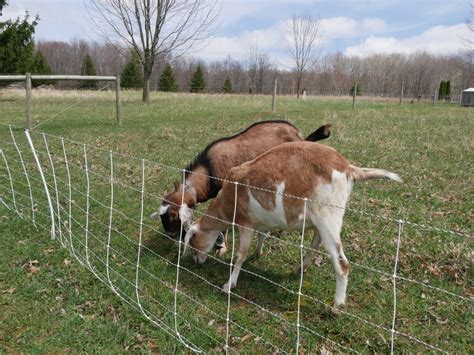 Electric fence materials and chargers. How To Train Goats On Electric Fence | Simple Living ...