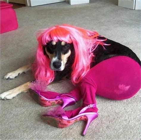25 Funny Photos Of Dogs Wearing Wigs That Will Make You