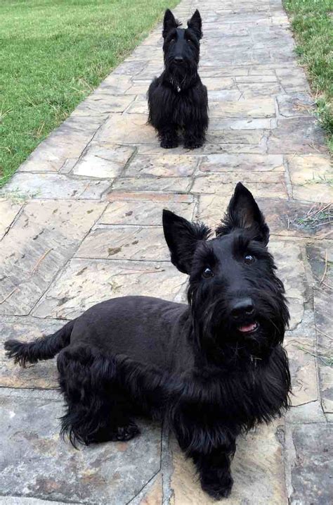 Scottish Terrier Dog Breed Information And Images K9 Research Lab