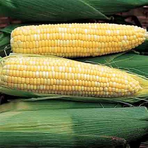 Ambrosia Hybrid Sweet Corn Sweet Corn Sugary Enhanced Se Rh