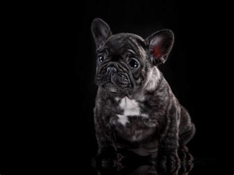 Understanding French Bulldogs Colors French Bulldog