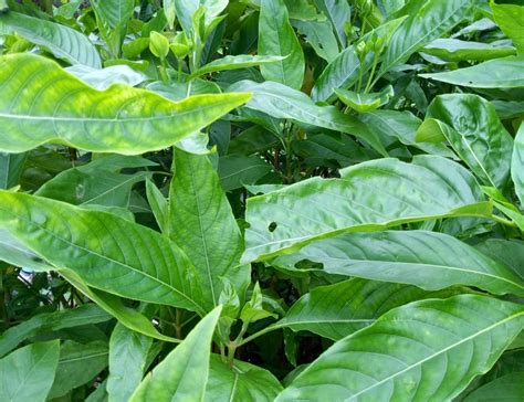Indian medicinal plant benefits - Anihorti
