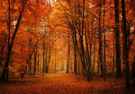 Forêt De Fontainebleau En Seine Et Marne Paysages Dautomne 11