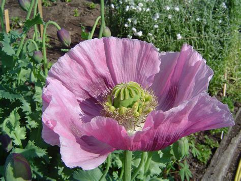 Opium Poppy Images And Pictures Becuo