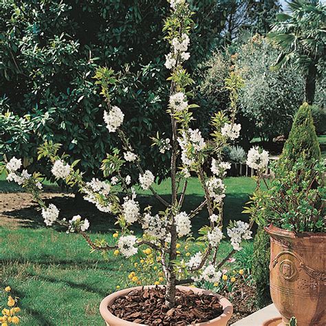 Cerisier Nain Garden Bing® Prunus Avium Autofertile Pour Petit Jardin