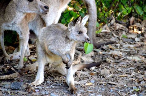 Baby Kangaroo In Currumbin Wildlife Sanctuary Queensland
