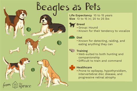 Beagle Dog Breed Characteristics And Care