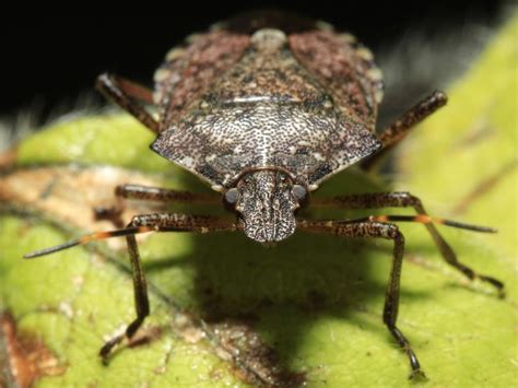 Stink Bugs Are About To Crawl Into Connecticut Homes What To Do