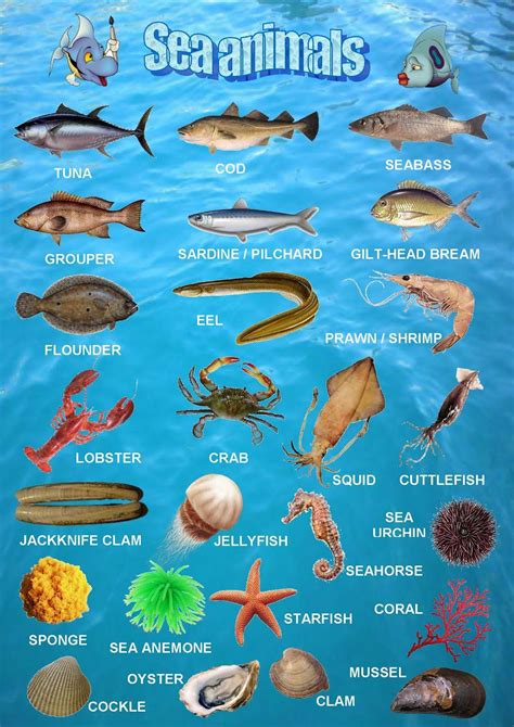 Sea Animals Poster 2 Fruits Name In English Animals Name In English